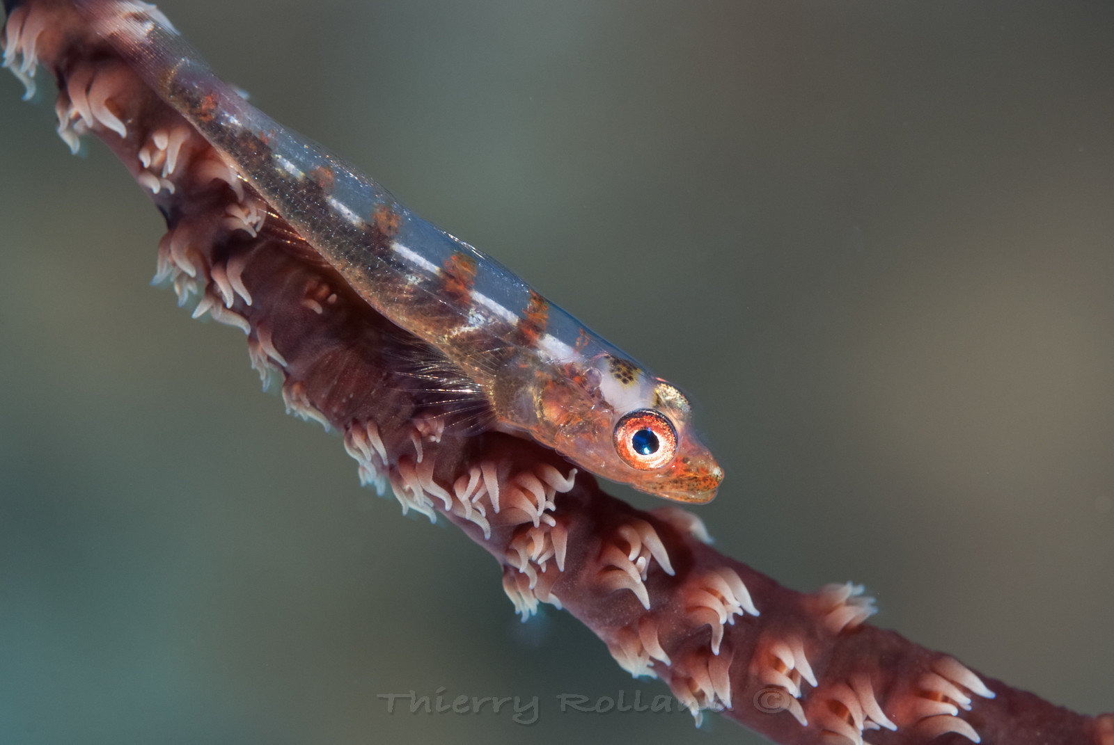 Gobie nain sur corail fouet