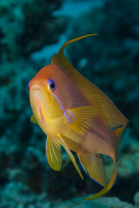 Antias mâle