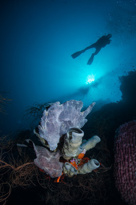 Deux frog fish ambiance !