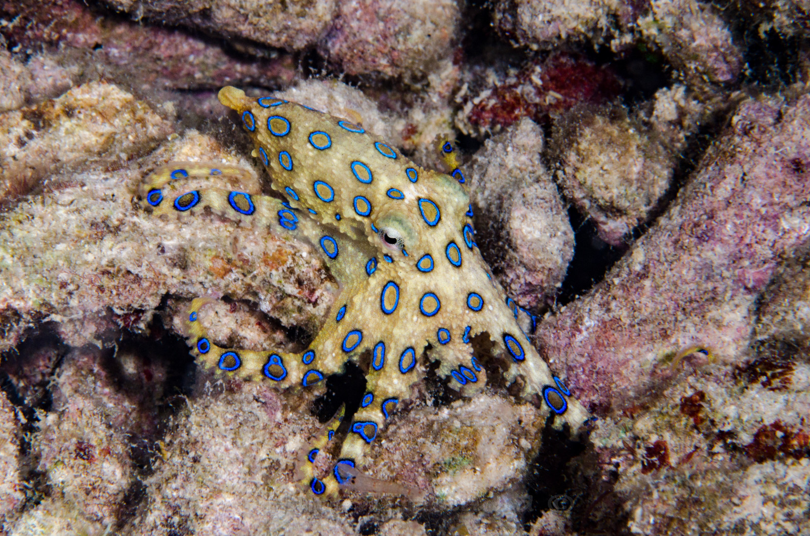 Pieuvre anneaux bleus