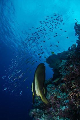Platax juvenile le long du tombant
