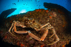 Araignée de mer, le Ramon La Ciotat