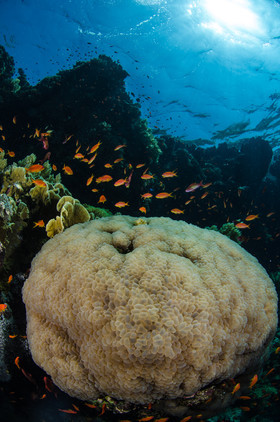 Corail bulle