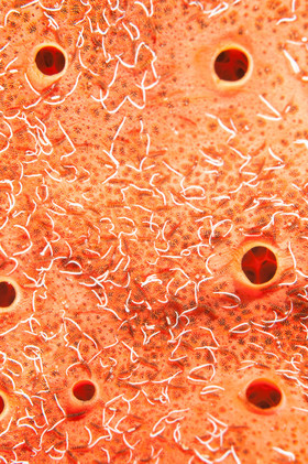 surface éponge et parasites