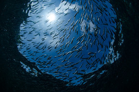 Sardines snel !