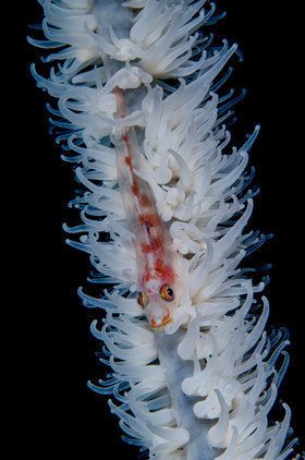 Gobie nain et corail fouet