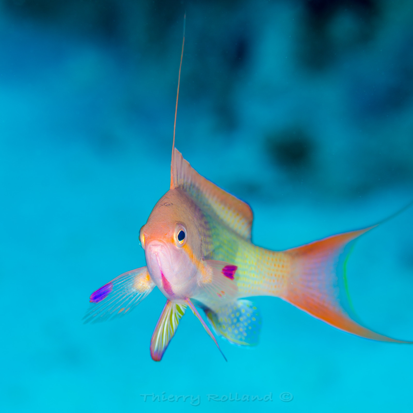 Anthias mâle