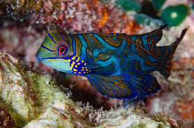 Mandarin