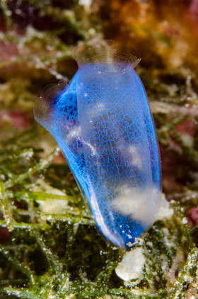 Ascidie bleue