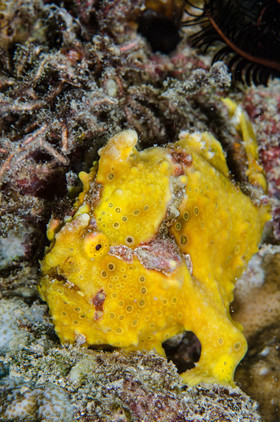 Poisson grenouille
