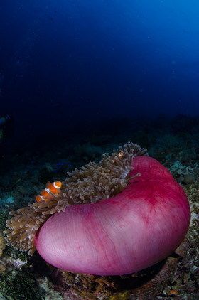 Anemone tomate