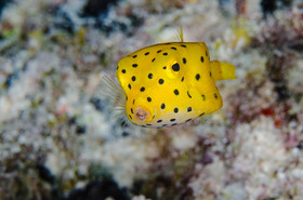 Poisson coffre juvénile