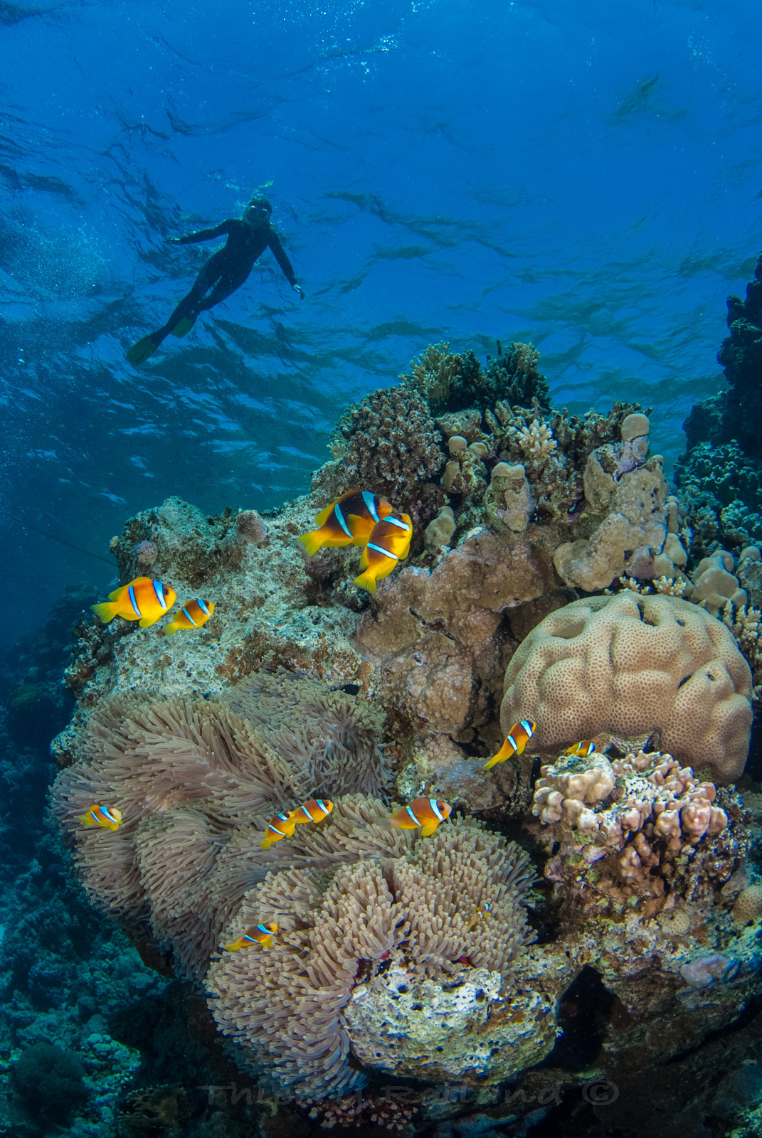 Nadine et les poissons clowns de Panorama reef à Safaga