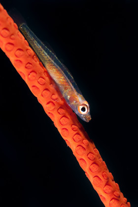 Gobie nain et corail fouet