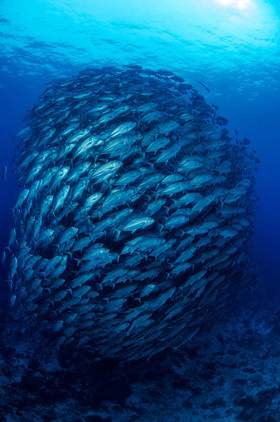 Boule de jack fishs