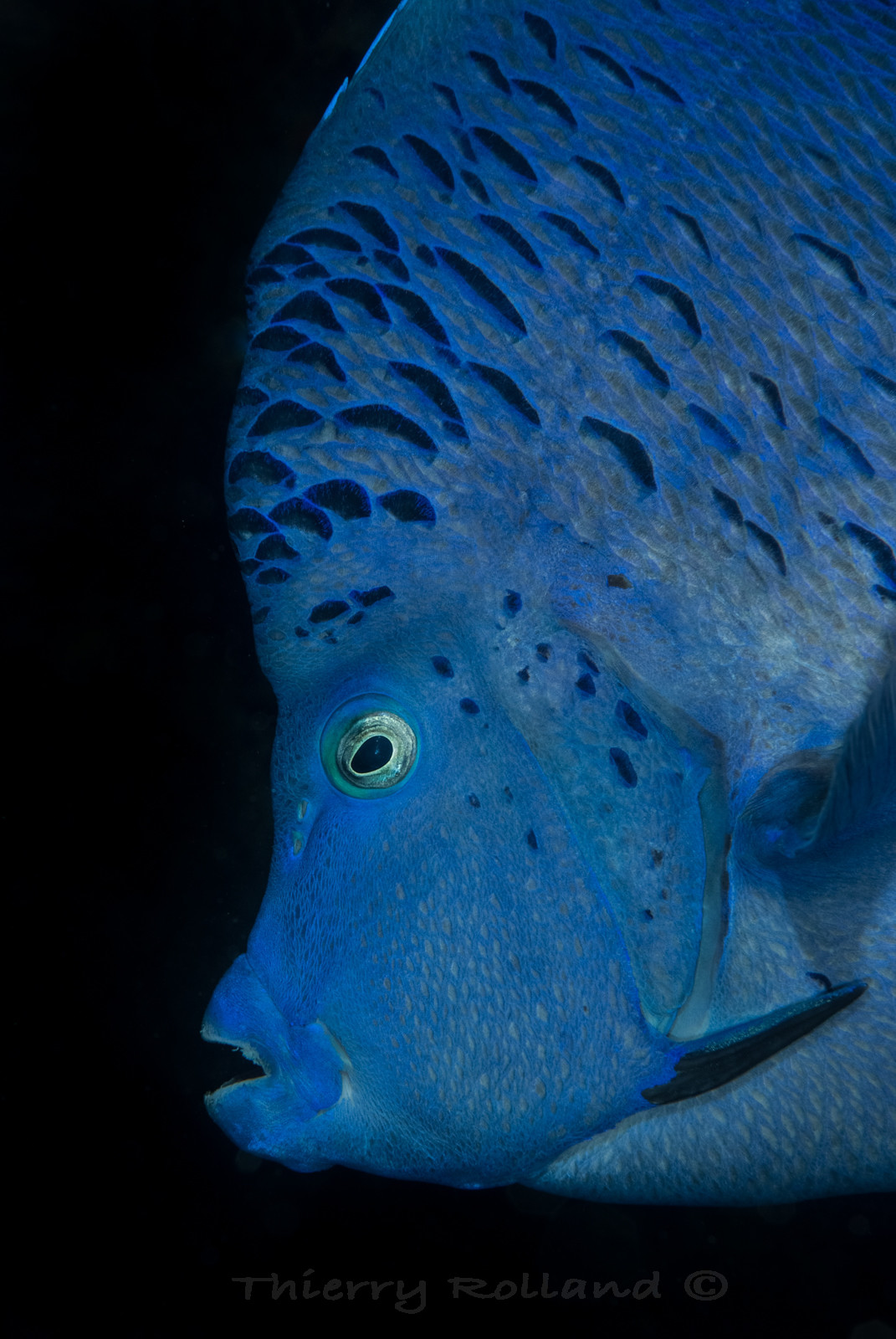 Poissons ange géographe
