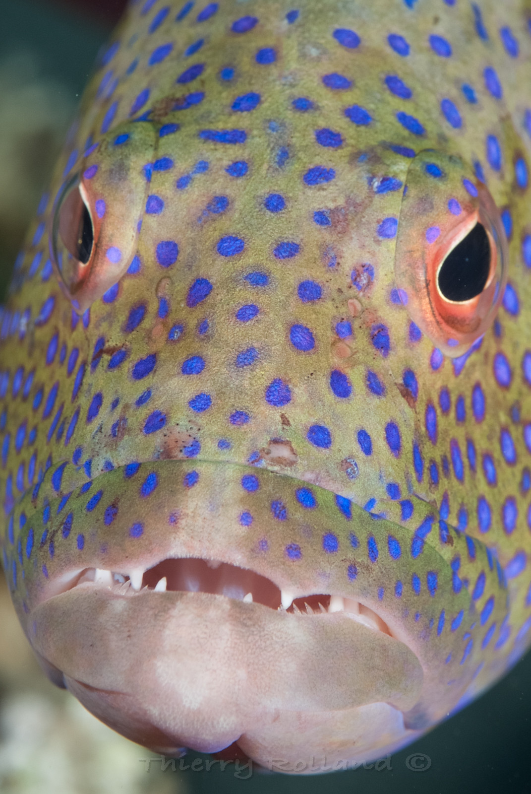 Portrait de mérou tropical