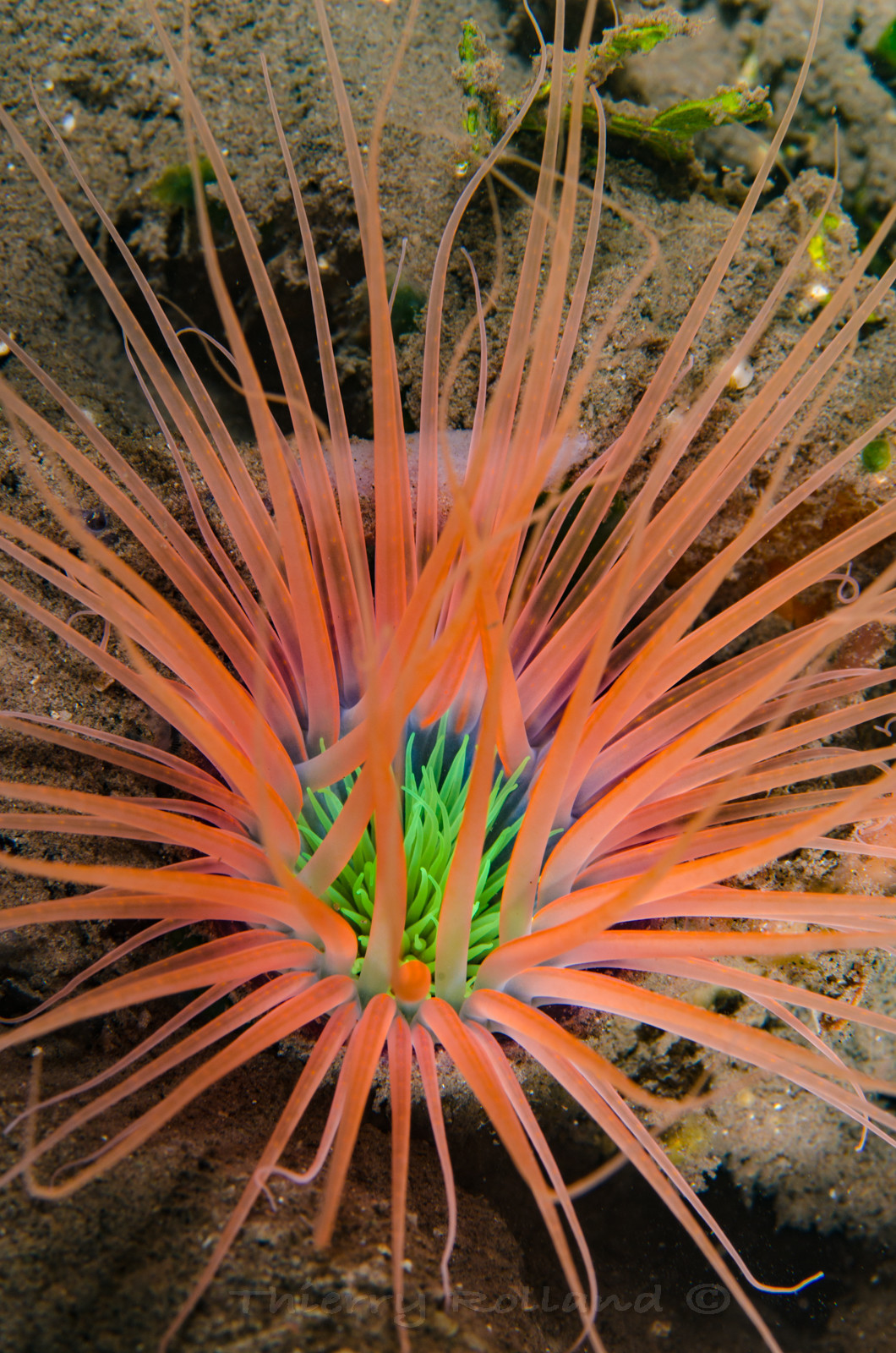 Sabelle multicolore