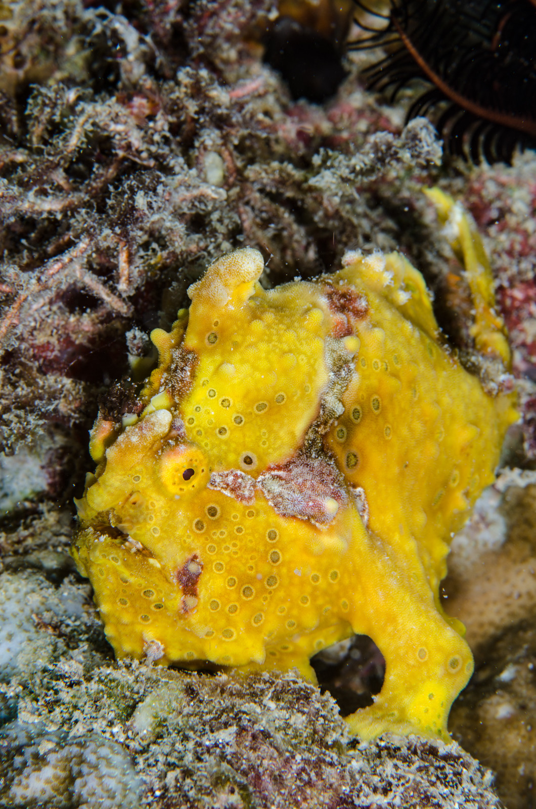 Poisson grenouille