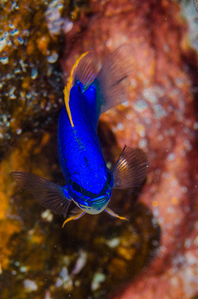 Damoiselle fluo