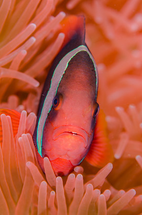 Clown et anémone orange