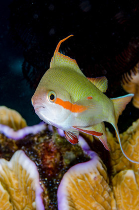 Anthias