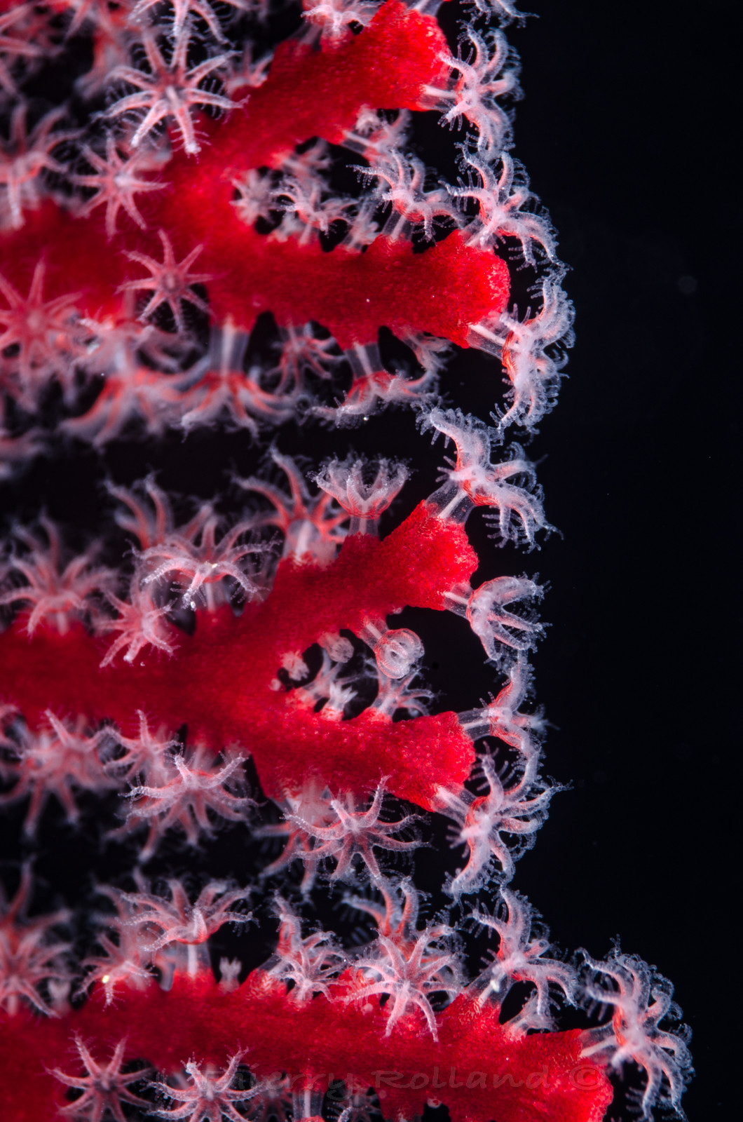 Polypes de coreaux