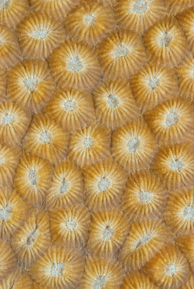 surface corail