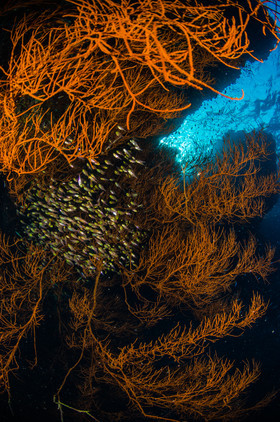 Corail sur Elphinstone tombant Ouest