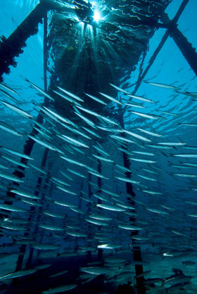 Piliers du ponton de l'hôtel Equinox à Marsa Alam