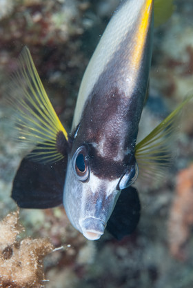 Poissons cocher