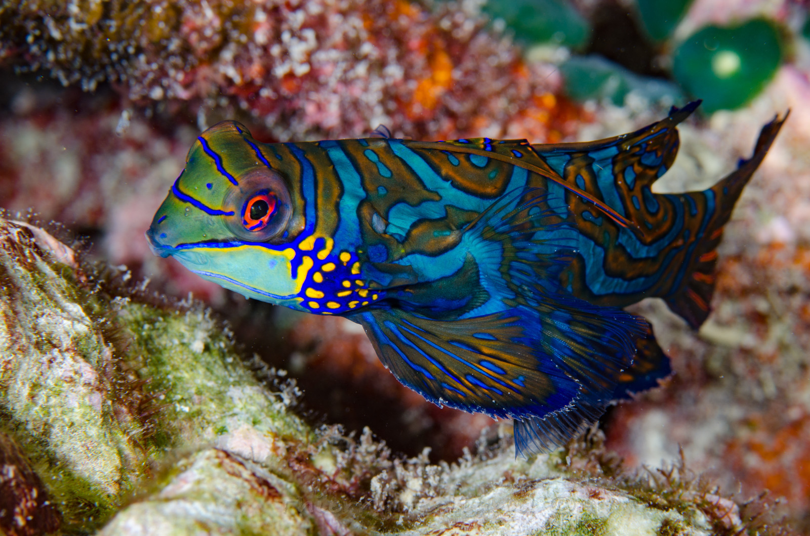 Mandarin
