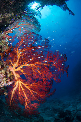 Gorgonnes