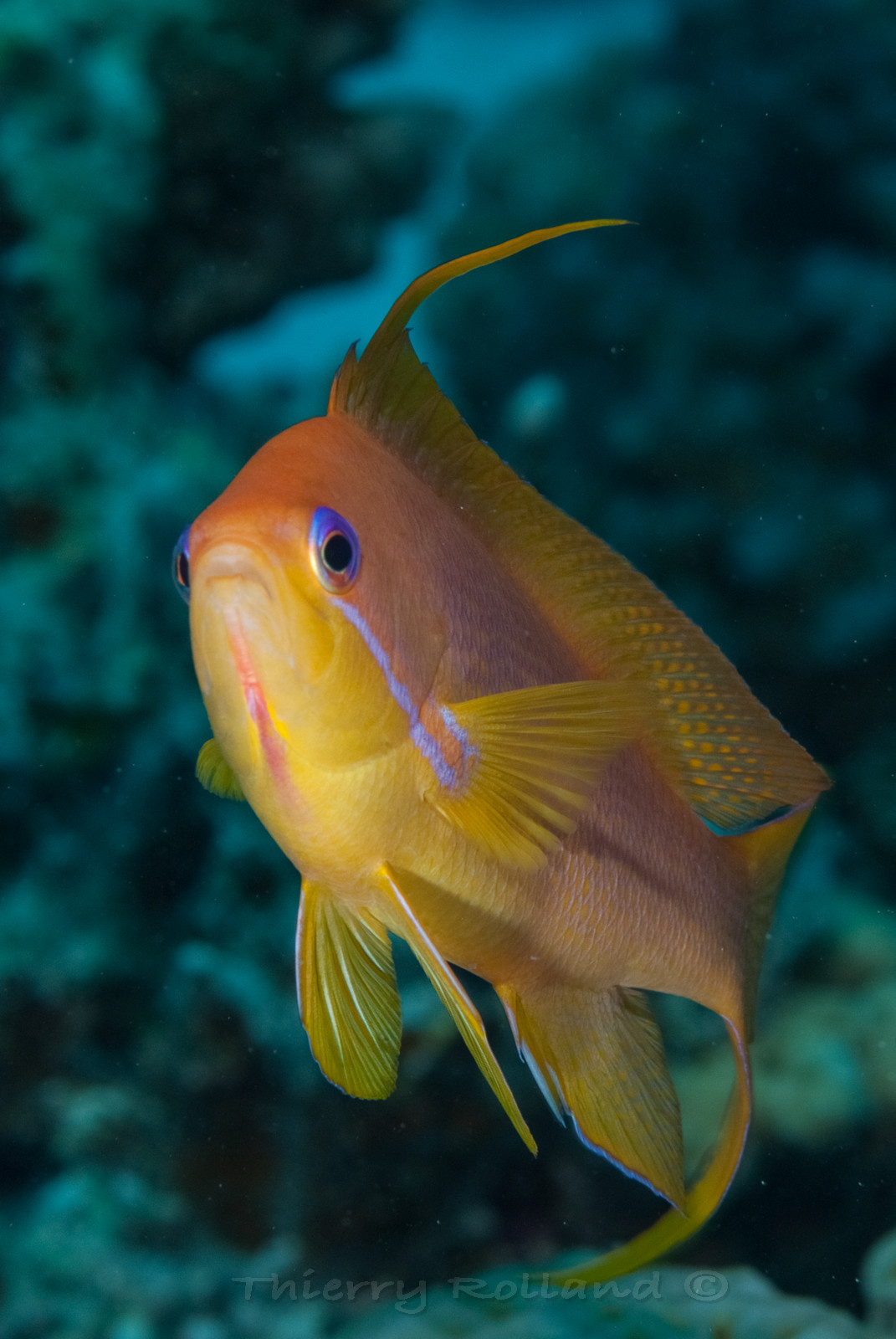 Antias mâle