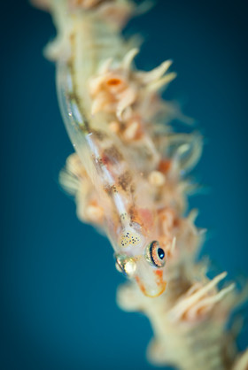 Gobie nain sur corail fouet - grande ouverture