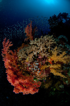 Bouquet de corail