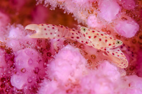Crabe porcelaine dans un corail - Marsa Alam
