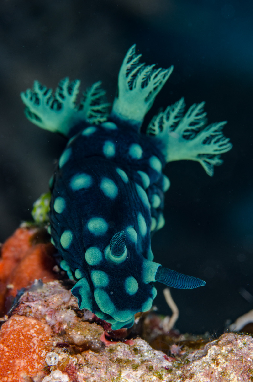 Nudibranche
