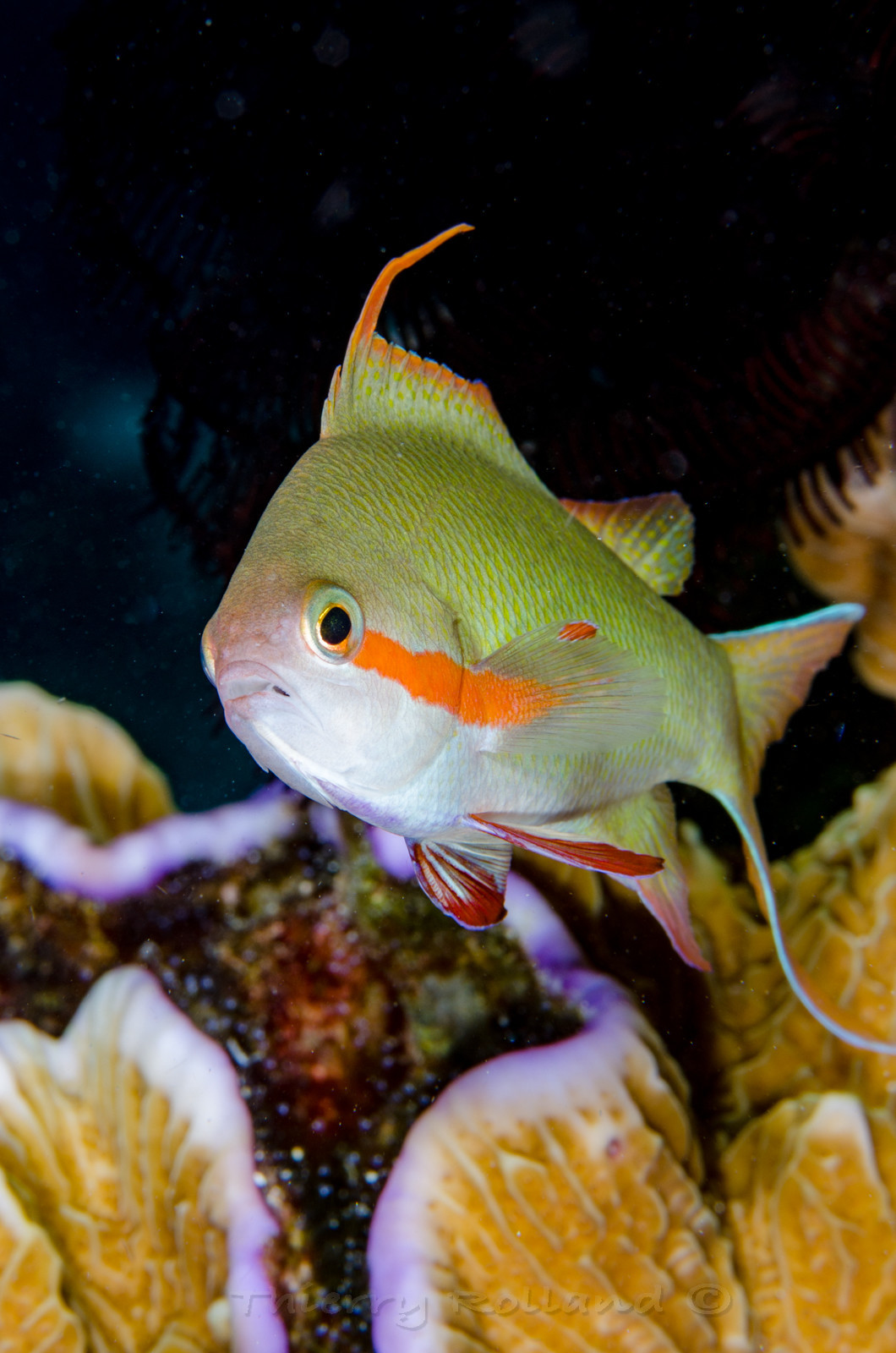 Anthias