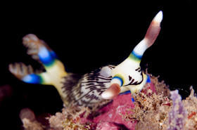 Nudibranche
