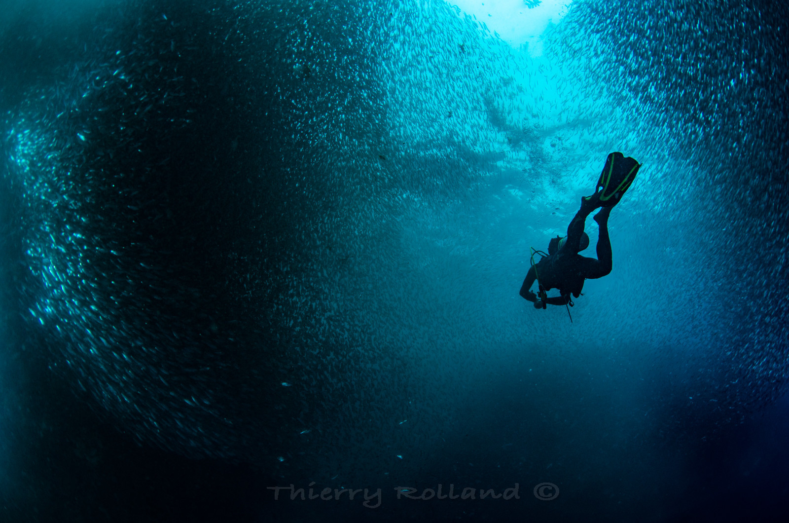 Sardine run philippin