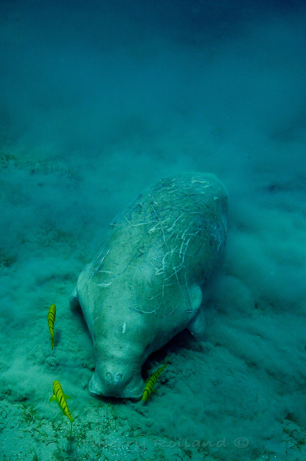 Dugong dugong - Abu Dabab - Marsa Alam