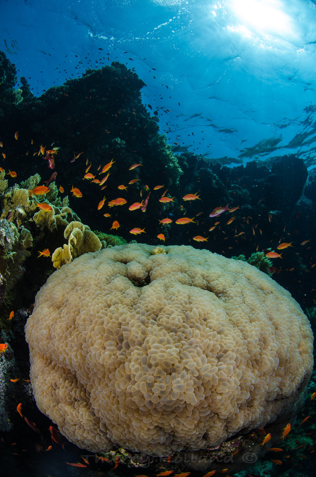 Corail bulle