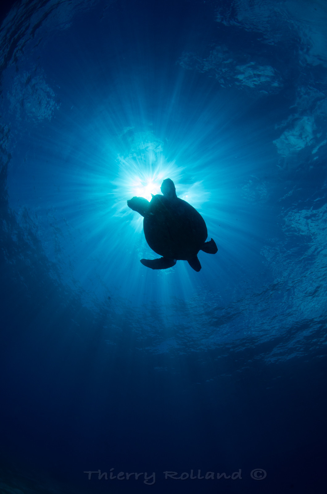Tortue dans le soleil