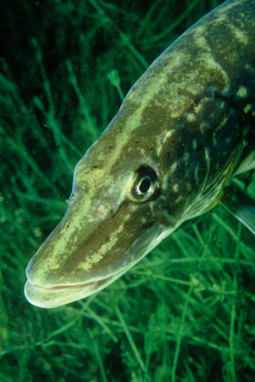 Brochet de Wittisheim