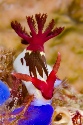 Repas du nudibranche