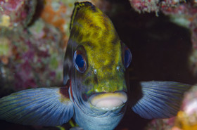 Lipu