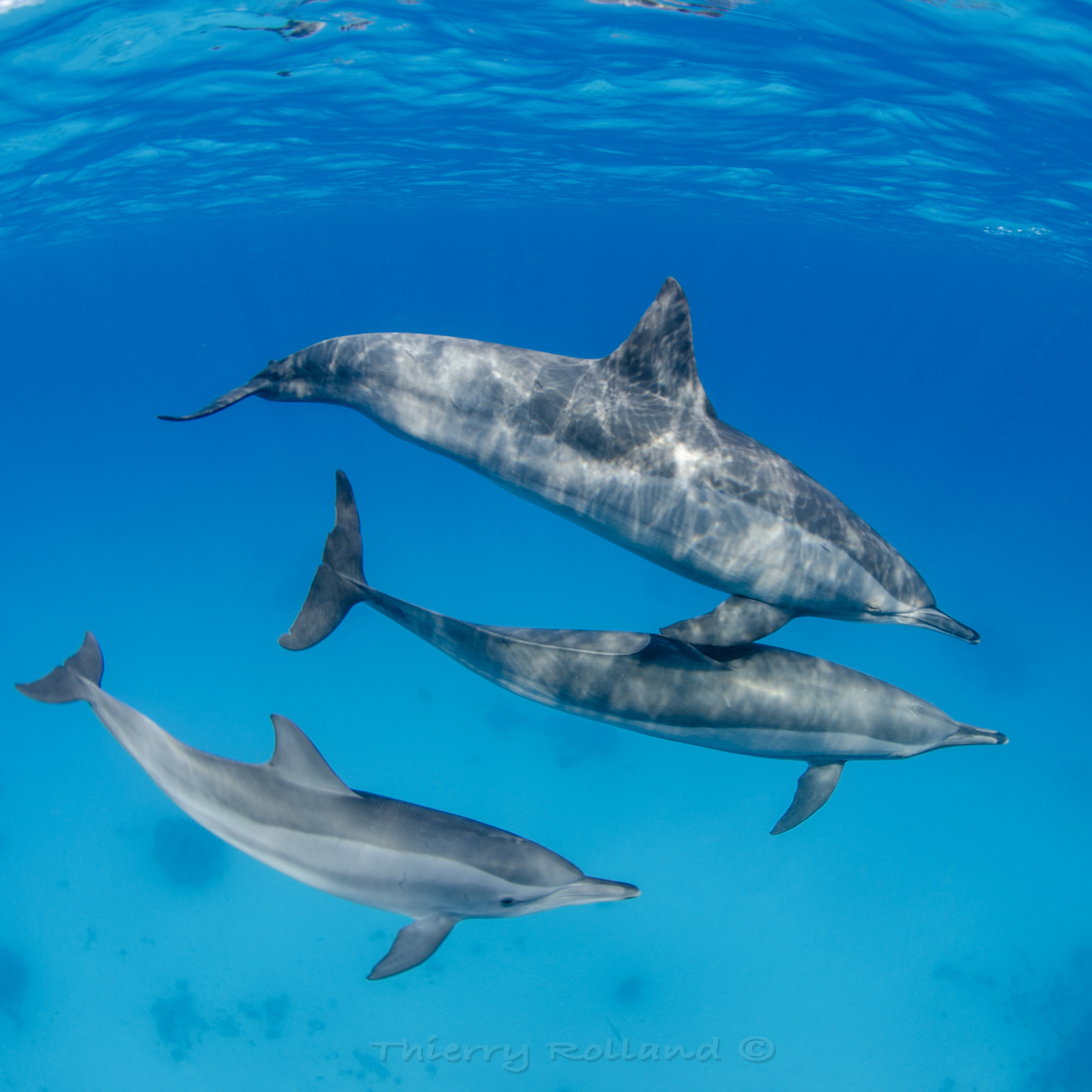 Dauphins long nez - Sataya