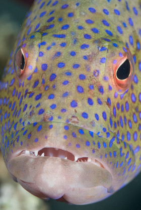 Portrait de mérou tropical