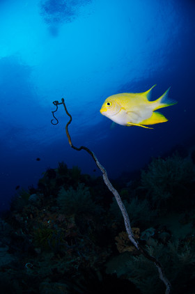Demoiselle gardant ses oeufs sur un corail fouet